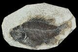 Bargain 4.8" Fossil Fish (Cockerellites) - Green River Formation - #129653-1
